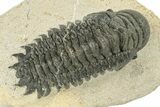 Detailed Crotalocephalina Trilobite - Atchana, Morocco #251053-2